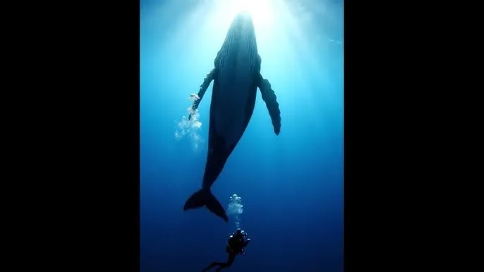 丝瓜视频 - 深蓝星球：探索海洋深处的未知世界